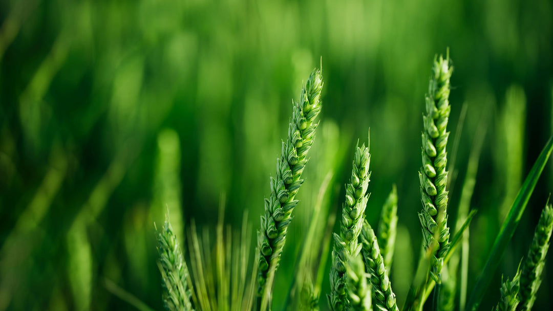 Organic Products